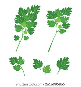 Bunch of parsley vector. Set of vector illustration depicting a bunch of fresh green celery leaves, parsley isolated on a white background.