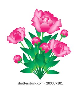 Bunch of peonies, isolated on white