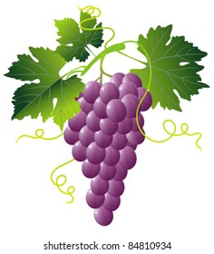 bunch of pink grapes isolated with green leaves on white
