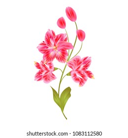 Bunch pink  Lily Alstroemeria stem flower with buds and leaves  closeup isolated vintage vector illustration for design editable  hand draw 

