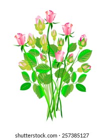 A bunch of pink roses with buds and open roses, on white background