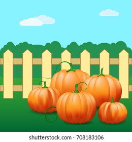 A bunch of pumpkins lying on the grass on the background of the fence. Vector illustration. The concept of crop agriculture.