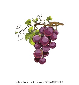 Bunch of purple grape with leaves, sketch vector illustration isolated on white background. Bunch of grape plant for wine and juice labels and badges design.