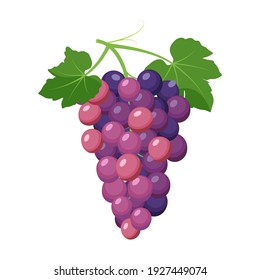 Montón de uvas moradas. Producto de uva, ilustración vectorial aislada en fondo blanco.