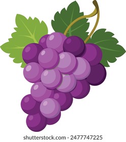 Bunch of purple grapes is hanging on the vine with green leaves