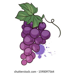 Bunch of purple grapes with leaf. Hand drawn vector icon on white background. Vector illustration in cartoon flat style