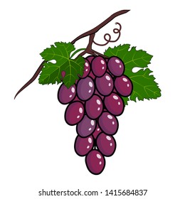 Bunch of purple grapes with stem and leaf isolated on white background, wine grapes. Fresh fruit icon flat cartoon style vector illustration