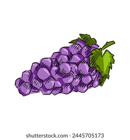 Bunch of purple grapes with stem and leaf. Cartoon style. Vector illustration for any design Purple grapes isolated on white background.
