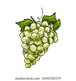 Manojo de uvas moradas con tallo y hoja. Estilo de dibujos animados. Ilustración vectorial para cualquier diseño Uvas moradas aisladas sobre fondo blanco.
