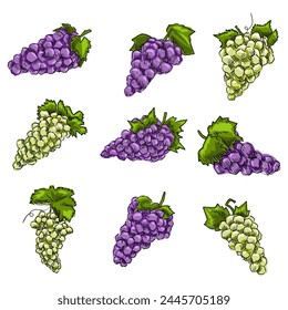 Bunch of purple grapes with stem and leaf. Cartoon style. Vector illustration for any design Purple grapes isolated on white background.
