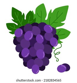 Bunch of purple grapes. Vector illustration of grapes with leaves on a white background.