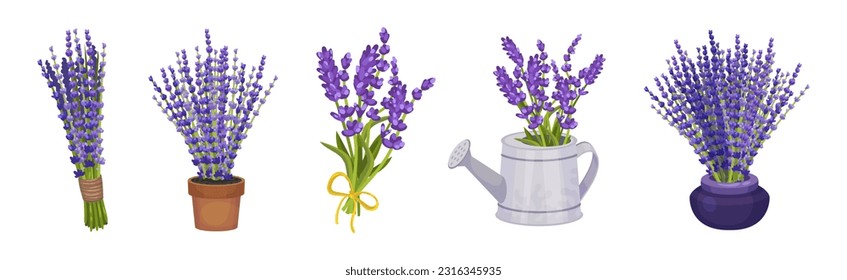 Bunch of Purple Lavender Twigs in Pot and Vase Vector Set