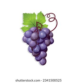 Bunch of purple vector grapes with berry and leaves. Color vintage flat vector illustration Isolated on white background.