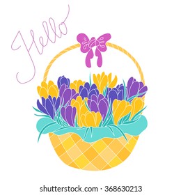 Bunch of purple, violet and yellow crocus flowers in a basket. Early spring flowers composition. Greeting card with violet and yellow crocus flowers bouquet in a basketisolated on white background.