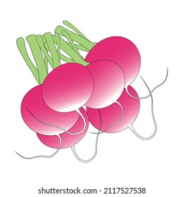 a bunch of radishes vector isolated, flat design on white background
