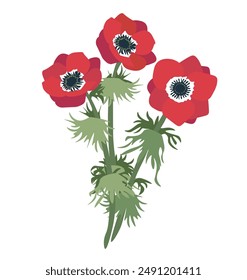 Bunch of red anemone flowers. Isolated on white background.