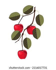 a bunch of red apples