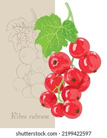Bunch of red currants on white background. Hand drawn vector illustration of berries and leaf