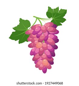 Bunch of red grapes. Grape product, vector illustration isolated on white background.