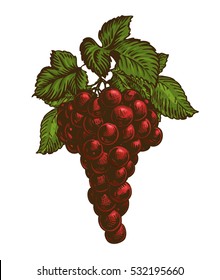 Bunch of red grapes isolated on white background. Vector illustration