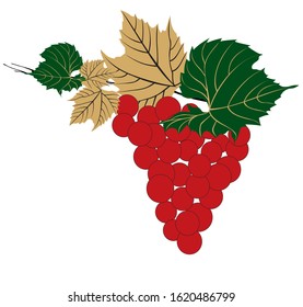 bunch red grapes with leaves
