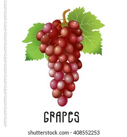 Bunch of red grapes on a white background. Vector  illustration for your design