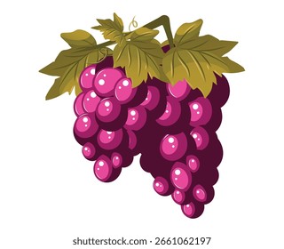 bunch of red grapes in one two branch of leaves vector  design illustration
