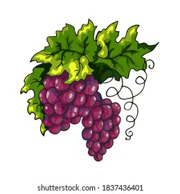 Bunch of red grapes vector illustration