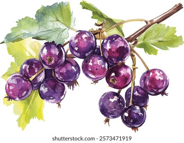 Bunch of red grapes watercolor illustration vector 
