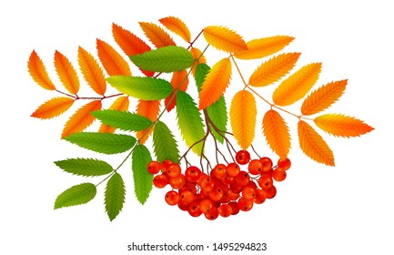 Bunch of red ripe rowan berries with green and orange autumn leaves, realistic vector illustration isolated on white background