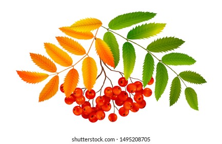 Bunch of red rowan berries with green and orange autumn leaves, realistic vector illustration isolated on white background