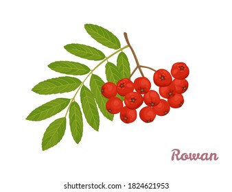 Bunch of red rowan berries isolated on white background. Rowan branch with green leaves. Vector illustration in cartoon flat style.