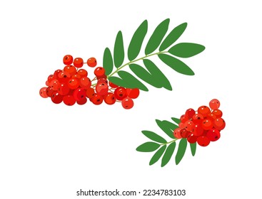 Bunch of red rowan berries isolated on white background. Rowan branch with green leaves. Vector illustration in flat style.