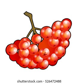 Bunch of red Rowan berries isolated on white background. Vector illustration.
