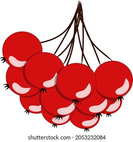 a bunch of red rowan berries on a branch