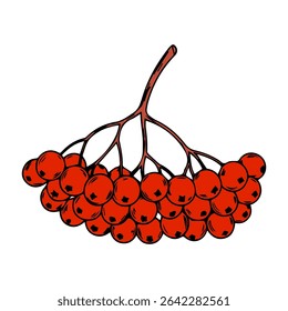 Bunch of red rowan berries. Vector graphics. Simple drawn clipart on white background.