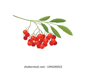 Bunch of red rowan. Vector illustration on white background.