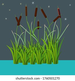 Bunch of reed bushes in the water vector illustration at night time dark style. isolated on white. Cartoon props and landscape decoration