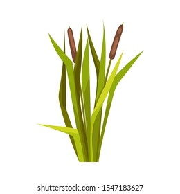 Bunch of reeds. Vector illustration on a white background.