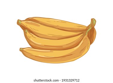 Bunch of ripe bananas isolated on white background. Hand-drawn bundle of fresh yellow fruits. Colored vector illustration of tropical organic natural food in vintage style