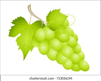 Bunch of ripe black grapes on white,Vector illustration