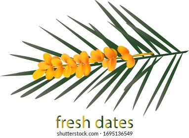 a bunch of ripe dates on a green palm leaf. vector.