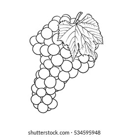 A Bunch Of Ripe Grape Wine With Leaf - Line Hand Drawing, Isolated, For Coloring, Icon, Grapes Outline, Grapevine, Vine