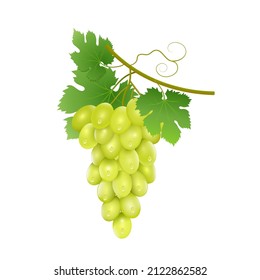 A bunch of ripe grapes with leaves on a white background.