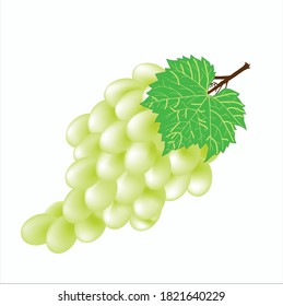 A bunch of ripe green grapes vector.
