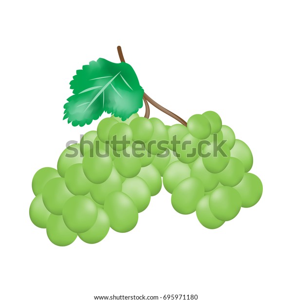 Bunch Ripe Green Rapes Leaves Tray Stock Vector Royalty Free Bunch Ripe Green Rapes Leaves Tray Stock Vector Royalty Free