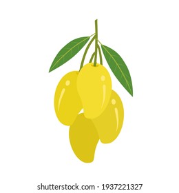 Bunch de mango maduro con permiso.Diseño plano.Aislado sobre fondo blanco.Ilustración vectorial sobre la fruta.