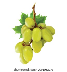 Bunch of ripe sweet green grapes isolated on a white background in high quality