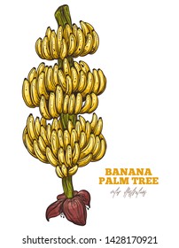 Bunch of ripe yellow bananas. Vector sketch hand drawn illustration