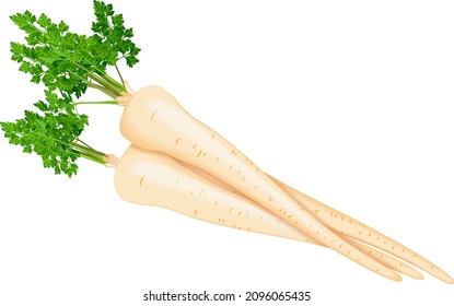 Bunch of root with leaves parsley for banners, flyers, posters, social media. Fresh organic and healthy, diet and vegetarian vegetables. Vector illustration isolated on white background.